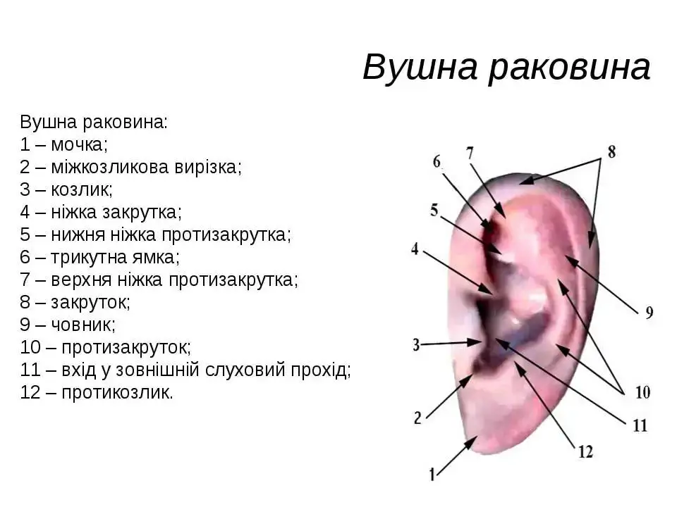 Будова зовнішнього вуха