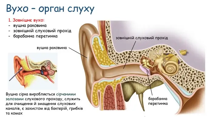 Вухо - орган слуху