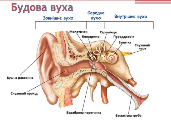 Будова вуха