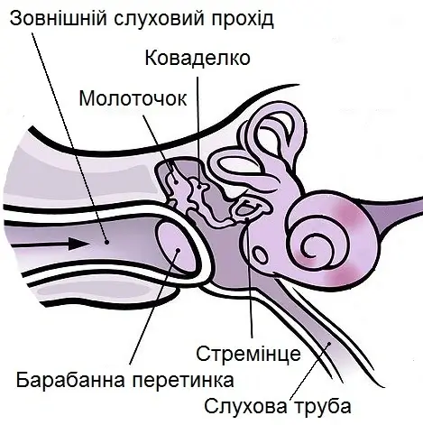 Будова середнього вуха